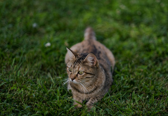 A tabby cat lying on the grass, looking alert, showcasing the importance of security measures for pets.