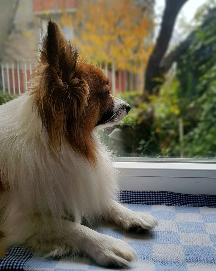 Papillon dog gazing out a window with a blurred autumn background, embodying a genuine moment of contemplation.