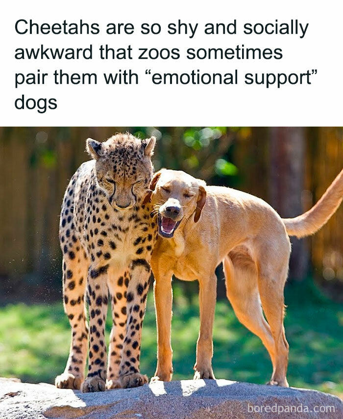 Cheetah with a dog as emotional support, showing undiscovered facts about animal behavior in zoos.