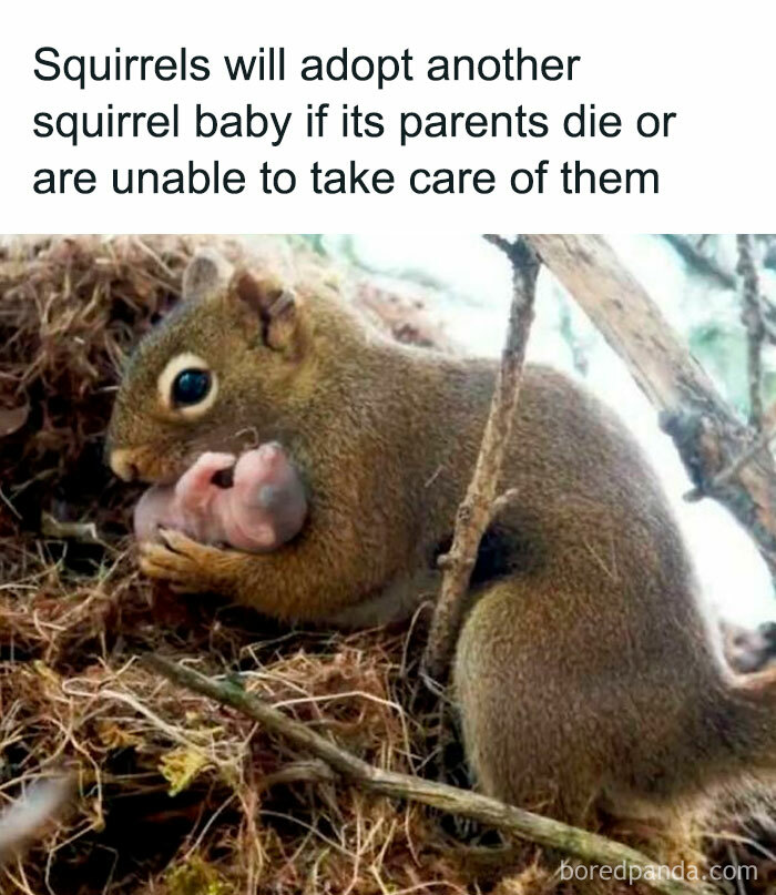 Squirrel adopting an orphaned baby in a nest, showcasing an undiscovered fact about animal behavior.