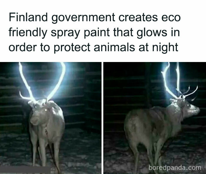 Reindeer with glowing antlers in Finland, showcasing undiscovered facts about eco-friendly spray paint for animal safety.