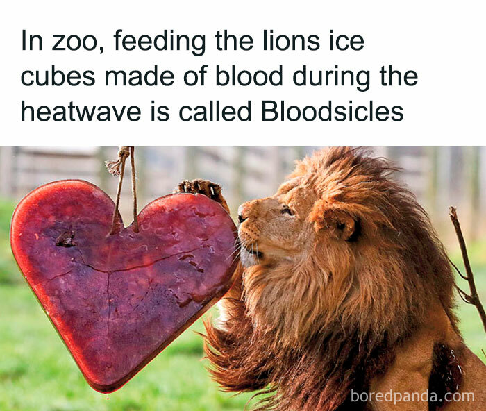 Lion enjoying a bloodsicle in a zoo to stay cool during a heatwave.