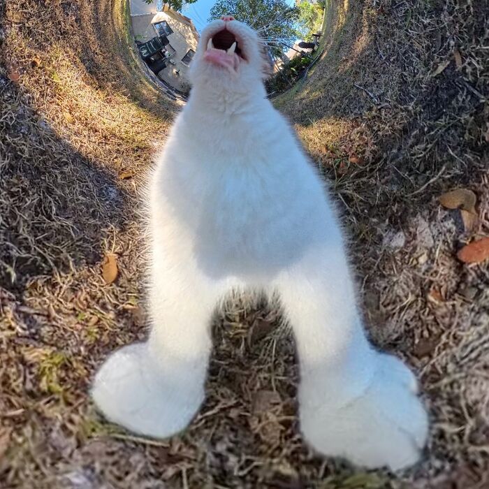 A cat hilariously distorted by a 360 camera, with wide legs and a surprised expression.