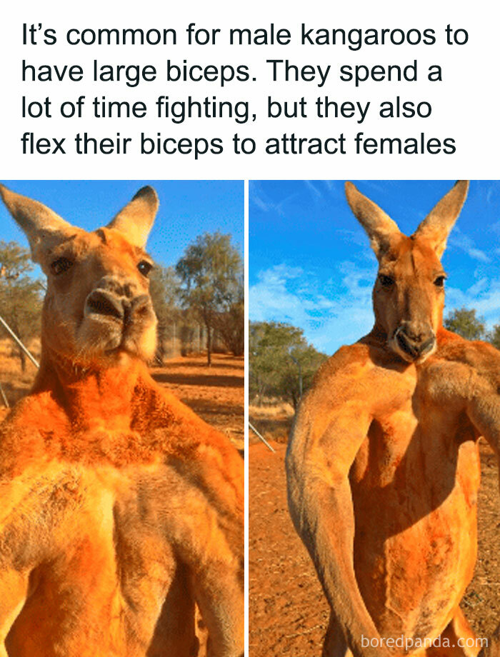 Kangaroo flexing biceps, showcasing an undiscovered fact about male kangaroos using muscles to attract females.