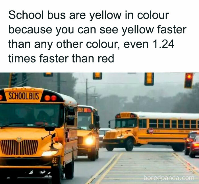 Yellow school buses on the road with fact about their visibility as an undiscovered fact.