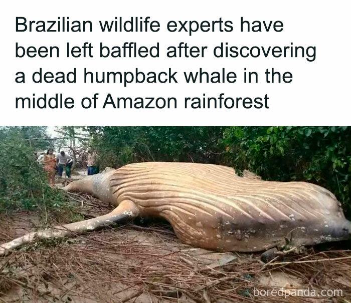 Dead humpback whale found in Amazon rainforest, baffling wildlife experts.