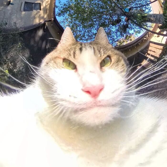 Silly cat photo captured with a 360 camera, showing distorted features for a humorous effect.