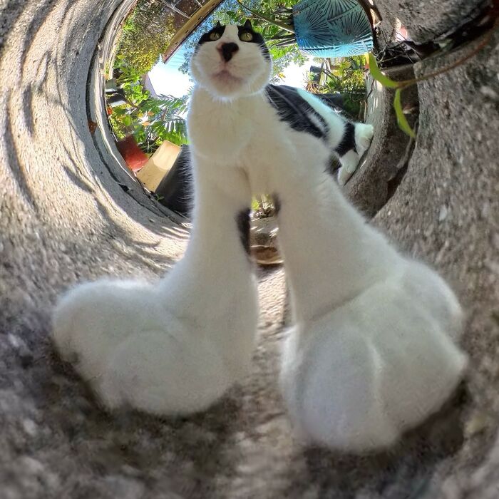 A silly cat photographed with a 360 camera, showing a humorous distorted perspective on a sunny day.