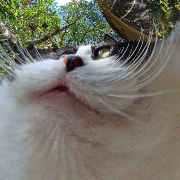 Cat captured with a 360 camera, creating a hilariously silly wide-angle effect with trees and sky in the background.