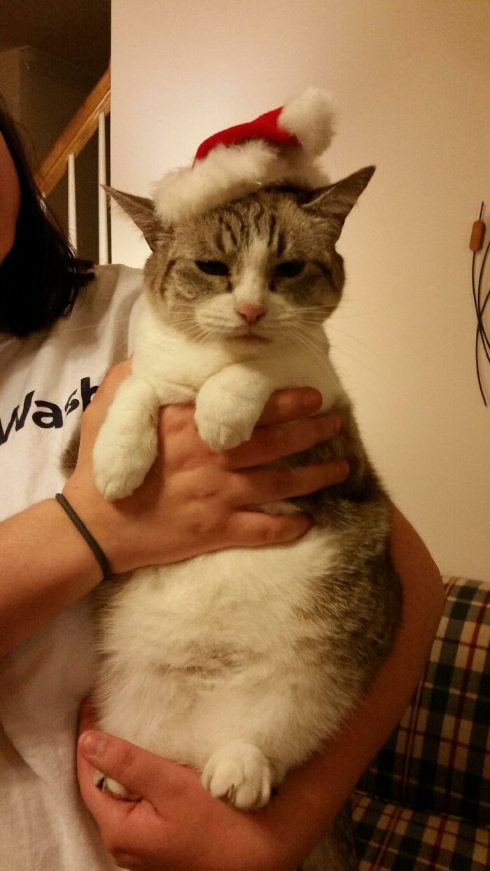 Grumpy cat wearing a Santa hat, being held by a person, as part of a funny cats series.