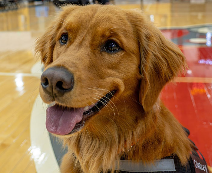 College B-Ball Team Employs Golden Retriever As Their ‘Director Of Pawsitivity,’ And Netizens Love It