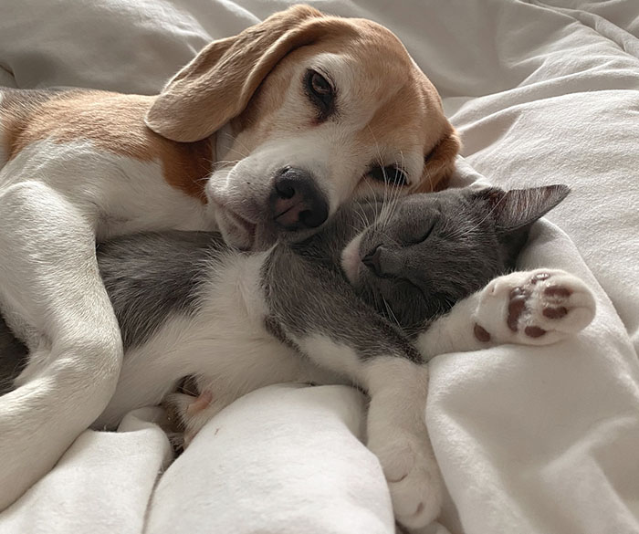 Dog and cat cuddling in bed, showcasing traits of harmonious living together.