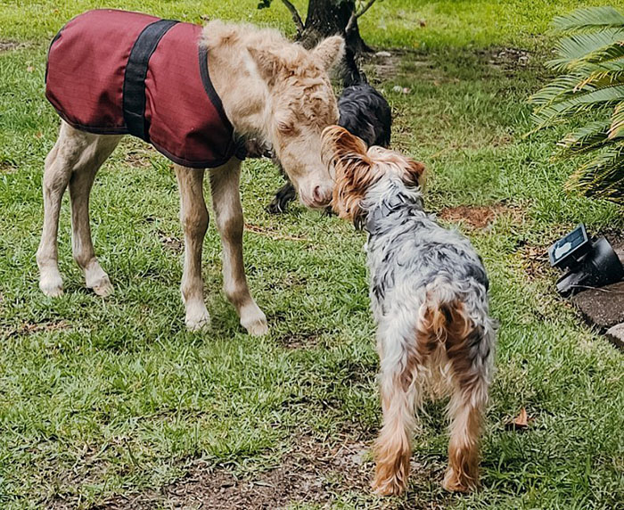 Baby horse in a red blanket interacts with a small dog on a grassy field.