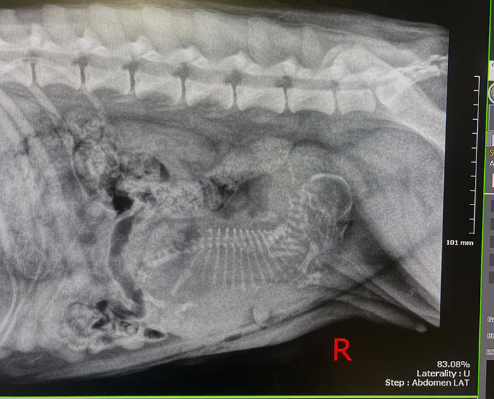 X-ray of a rescued dog showing a single large puppy in the womb, highlighting the dog's pregnancy.