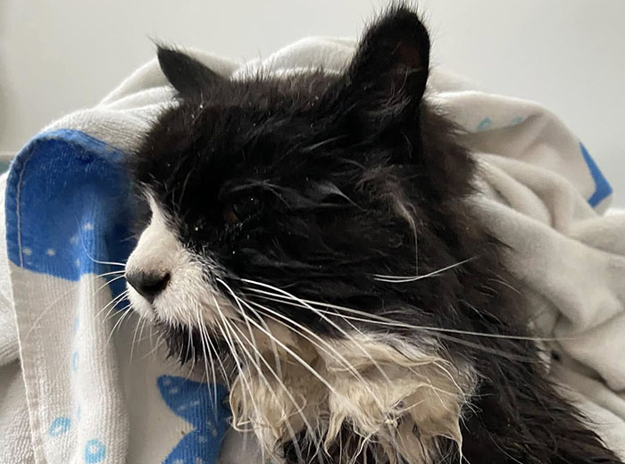 Blind cat wrapped in a blanket after rescue from ice chunk on a lake.