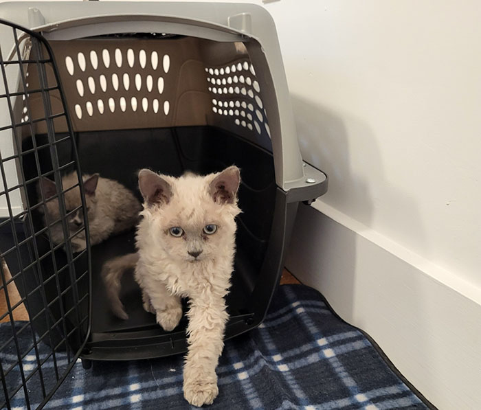 Plush-Like Curly Kittens Got Adopted In Record Time Due To Their Irresistibly Cute Appearance