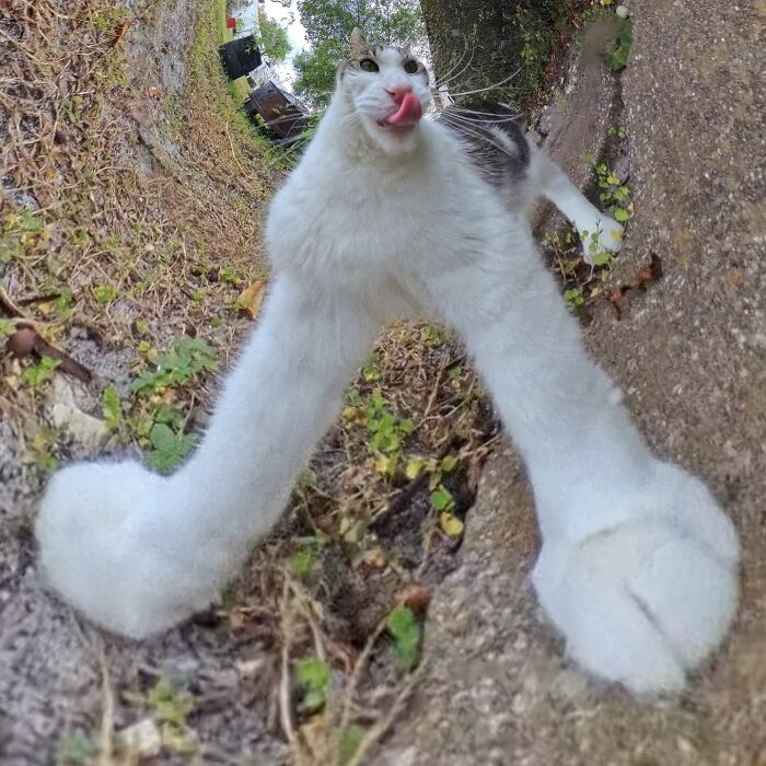 Silly cat with long legs taken using a 360 camera, making a funny face while standing outdoors.