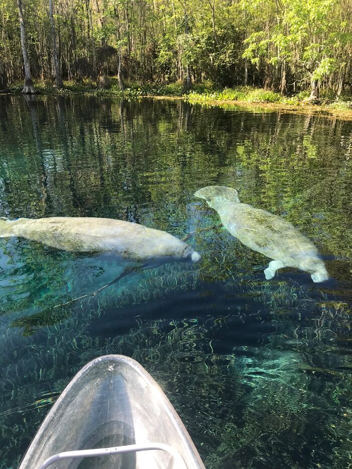 Baby manatee kissing mom in a clear river, enchanting nature scene.