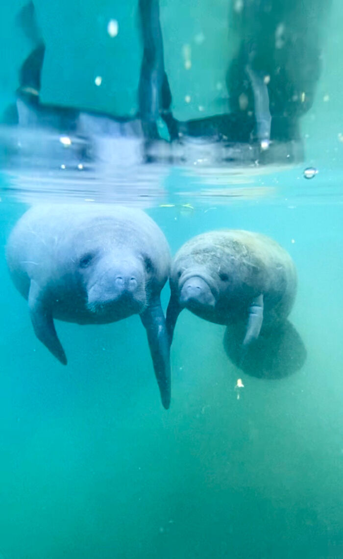 Baby manatee kissing mom underwater, capturing netizens' hearts.