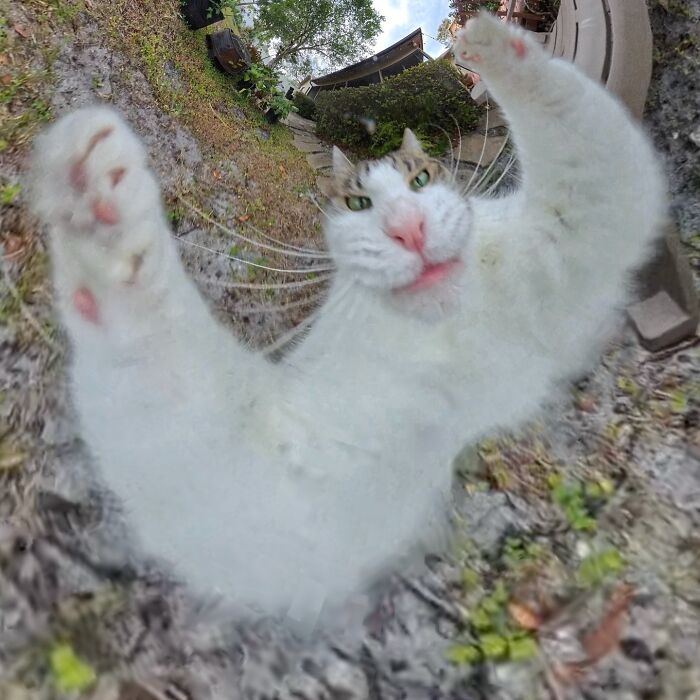 Silly cat captured with a 360 camera, creating a distorted and humorous effect, lying on grass.