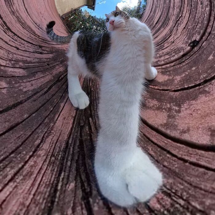 Playful cat in a 360 camera shot with elongated body and funny expression, showcasing a hilariously silly feline perspective.