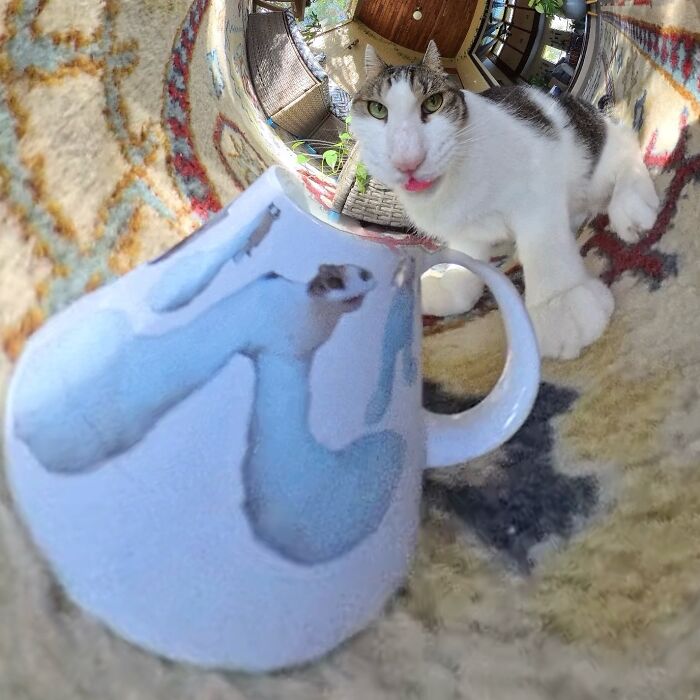 Cat with a silly expression near a mug, captured using a 360 camera for a humorous effect.