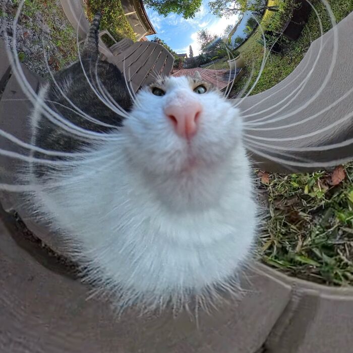 Silly cat photo taken with a 360 camera, showing a distorted view of its whiskers and nose against a garden backdrop.