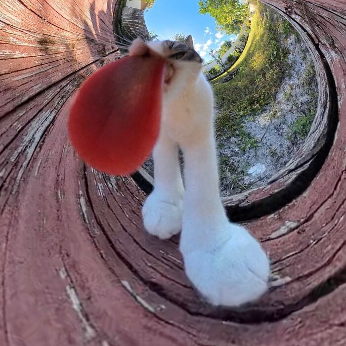 39 Hilariously Silly Photos Of Cats Taken With A 360 Camera By This Owner