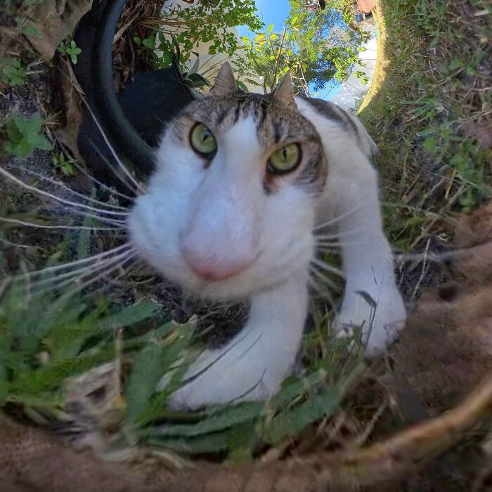 39 Hilariously Silly Photos Of Cats Taken With A 360 Camera By This Owner