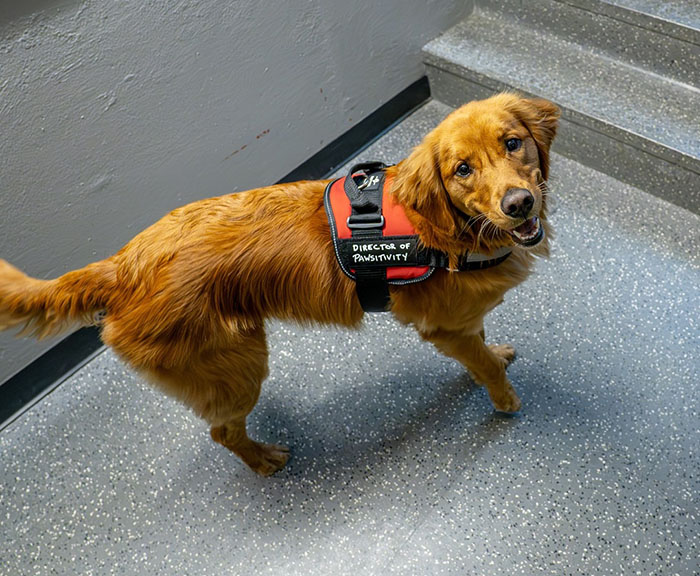 College B-Ball Team Employs Golden Retriever As Their ‘Director Of Pawsitivity,’ And Netizens Love It