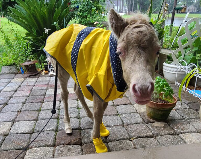 Abandoned baby horse wearing a yellow raincoat and boots on a patio, nursed back to health by a caring woman.