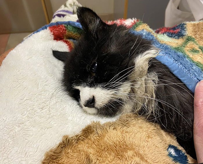 Blind cat wrapped in colorful blanket, resting after rescue from ice lake.