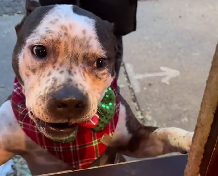 Pizzeria In Chicago Opens Doggie Treat Window, Goes Viral Due To The Most Wholesome Interactions