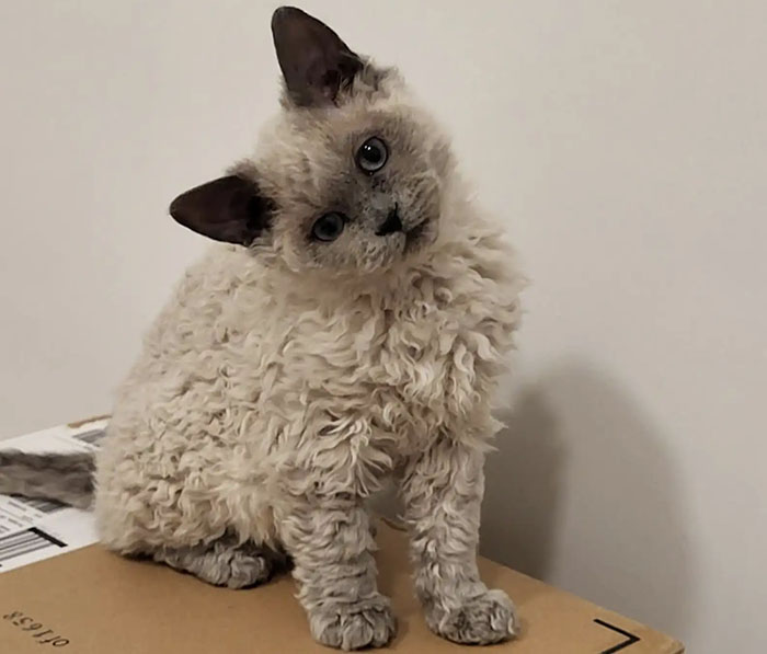 Plush-Like Curly Kittens Got Adopted In Record Time Due To Their Irresistibly Cute Appearance