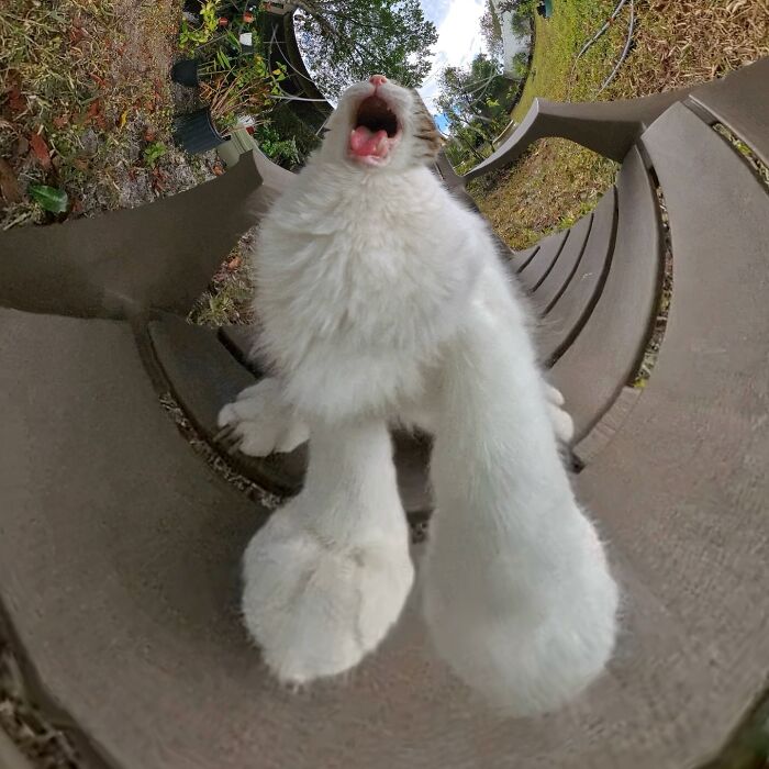 39 Hilariously Silly Photos Of Cats Taken With A 360 Camera By This Owner