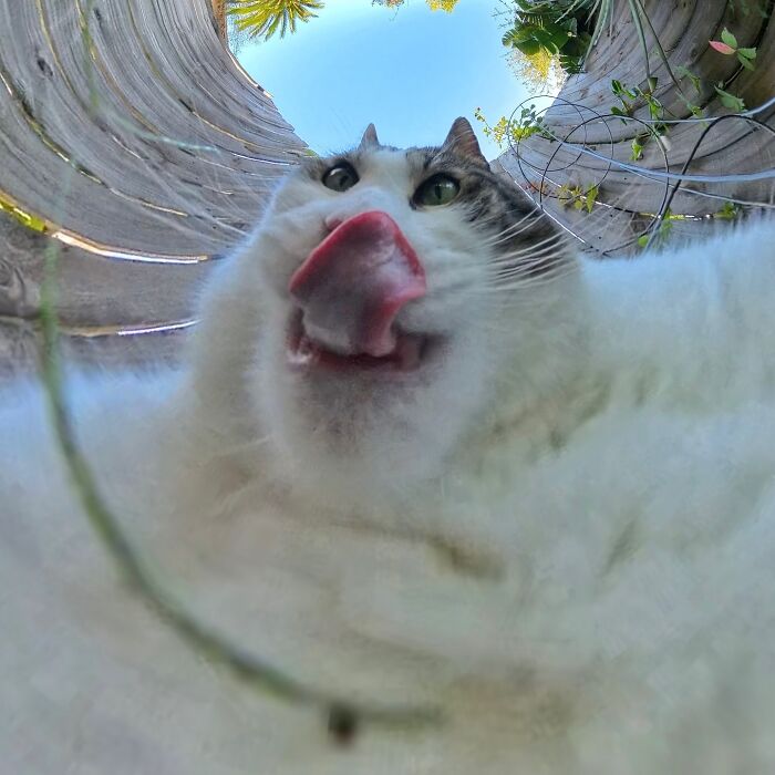 39 Hilariously Silly Photos Of Cats Taken With A 360 Camera By This Owner