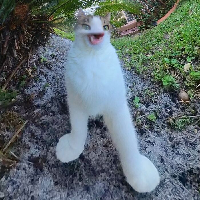 39 Hilariously Silly Photos Of Cats Taken With A 360 Camera By This Owner