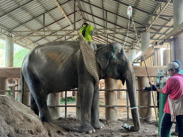 Elephant rescued from chains receiving care in a shelter, surrounded by caretakers and medical equipment.