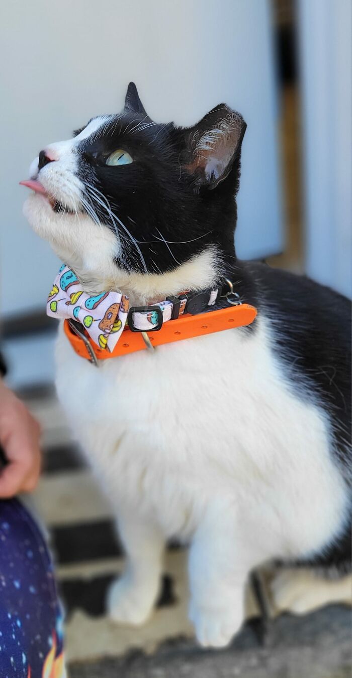 This Local Donut Shop Waiting Line Always Starts Behind A Cat Who’s Obsessed With Sweet Treats