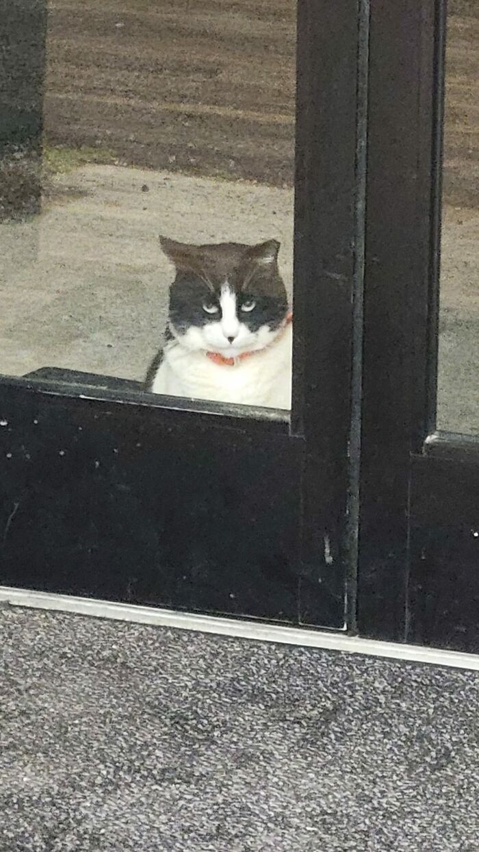 This Local Donut Shop Waiting Line Always Starts Behind A Cat Who’s Obsessed With Sweet Treats