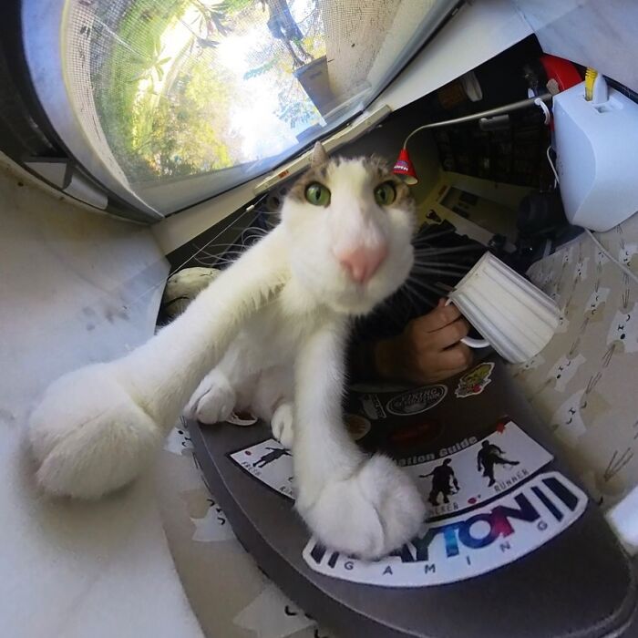 Cat distorted by 360 camera lens, reaching toward viewer with large paws in comical perspective.