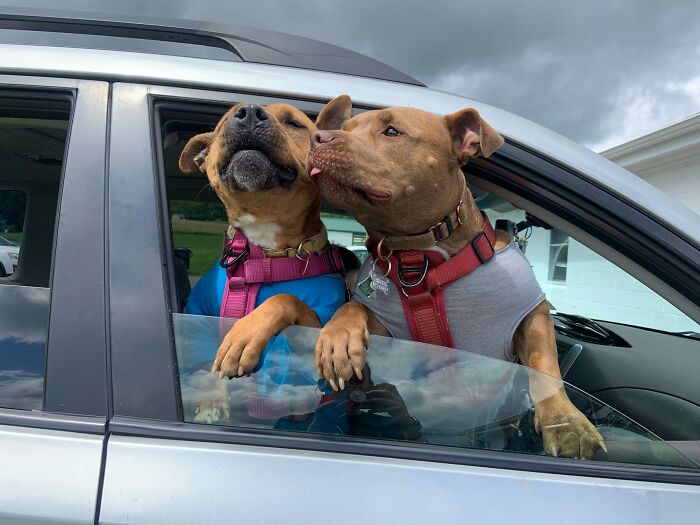 Two happy dogs enjoying a car ride, wearing colorful harnesses, symbolizing friendship and a joyful life after shelter stay.