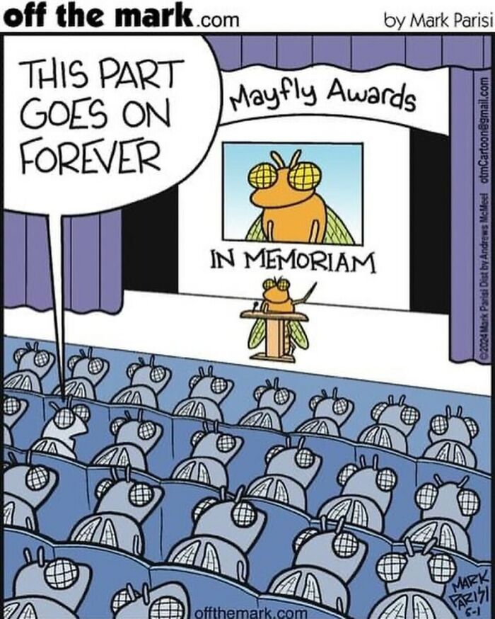 Comic of mayfly awards with audience, highlighting humorous take on the short lifespan of mayflies.