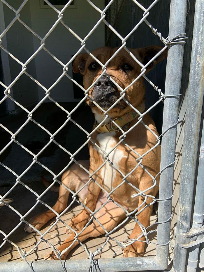 A shelter dog sits behind a chain-link fence, waiting for a new best friend to enjoy life again.