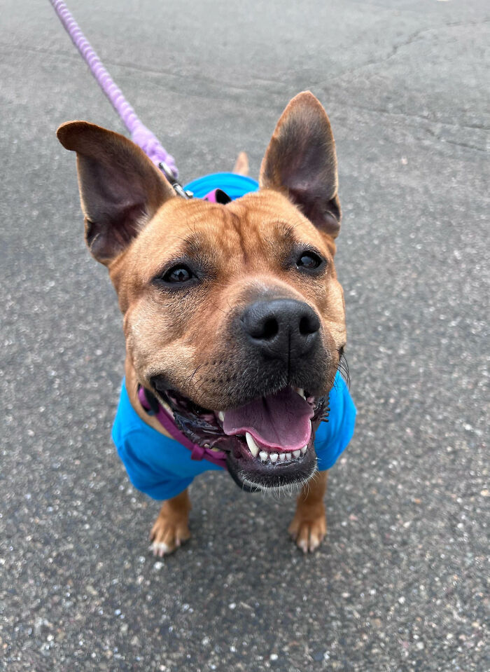 Happy dog on a leash wearing a blue vest, enjoying life with a new friend.