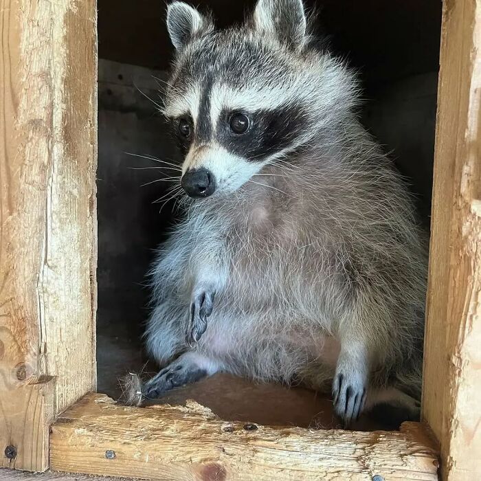 Raccoon looking curious while sitting in a wooden box, showcasing fun and playful behavior.