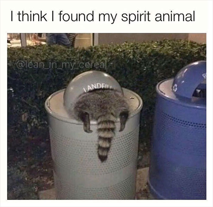 Raccoon diving headfirst into a landfill trash can, having fun and exploring.