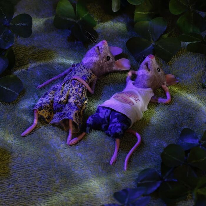 Two mice in a miniature world, lying on grass, wearing tiny clothes, surrounded by clover leaves.