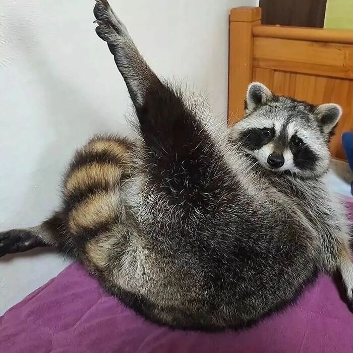 Playful raccoon lounging on a purple pillow with its leg raised in the air, looking relaxed and cheerful.