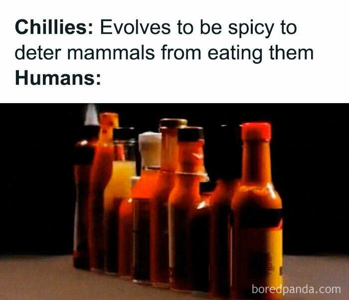 Meme about history: Chilies become spicy; humans enjoy hot sauce lined up in a row.